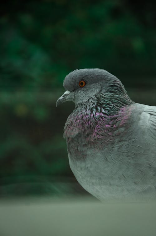 Imagine de stoc gratuită din a închide, animal, birdwatching