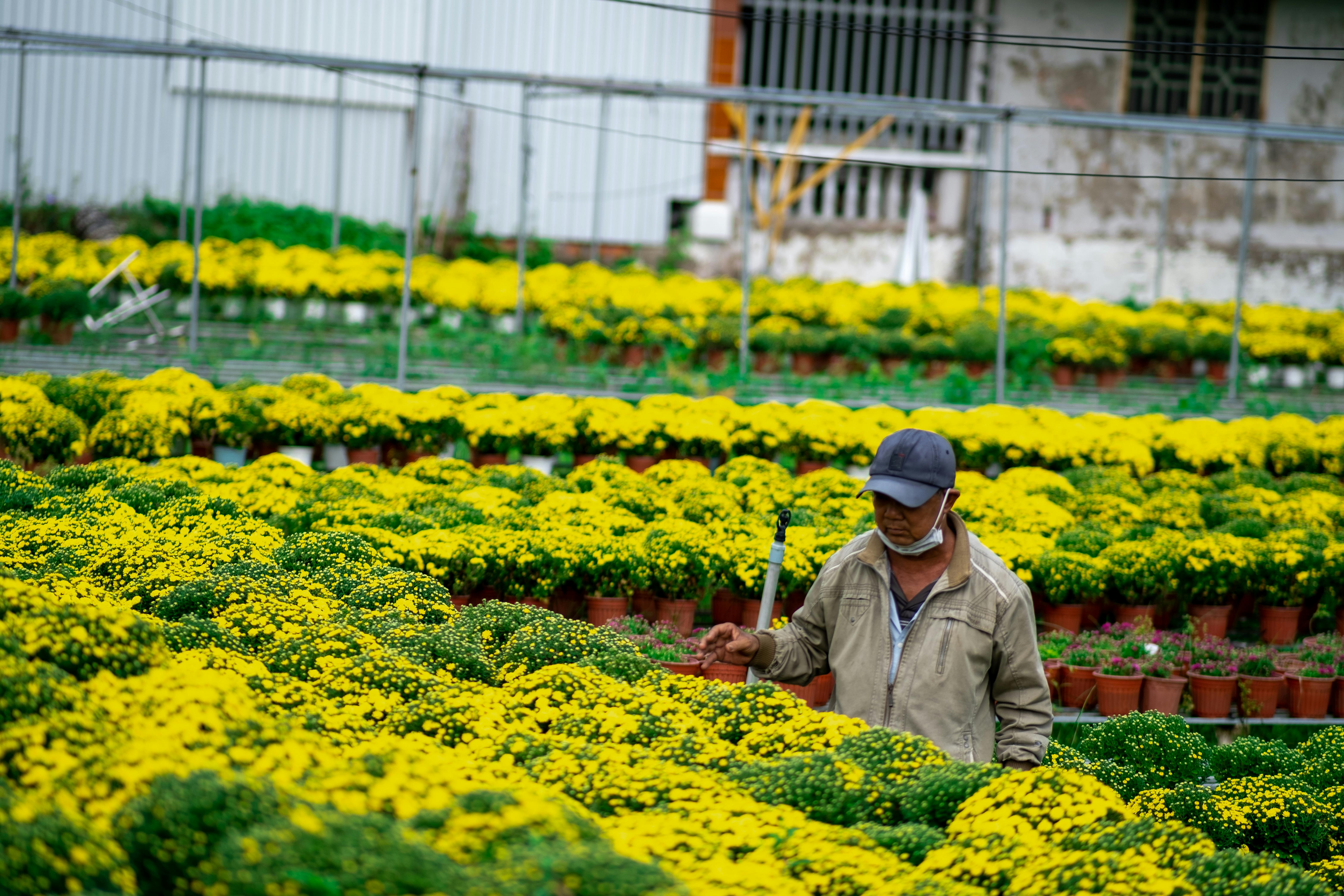 A man working among vibrant yellow chrysanthemums in a greenhouse, Bến Tre, Vietnam.