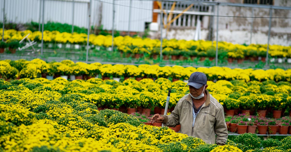 A man working among vibrant yellow chrysanthemums in a greenhouse, Bến Tre, Vietnam.