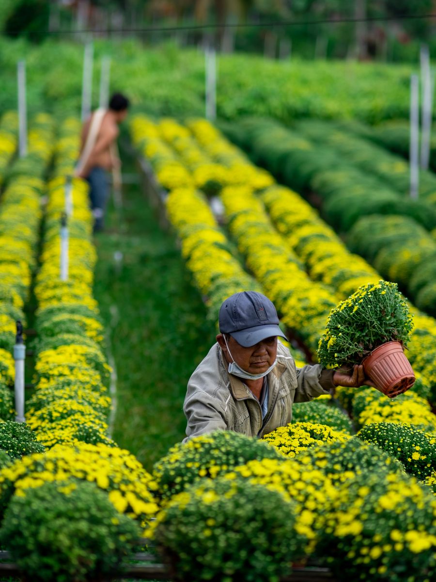 Người làm vườn chăm sóc hoa tại nhà kính Dalat Hasfarm