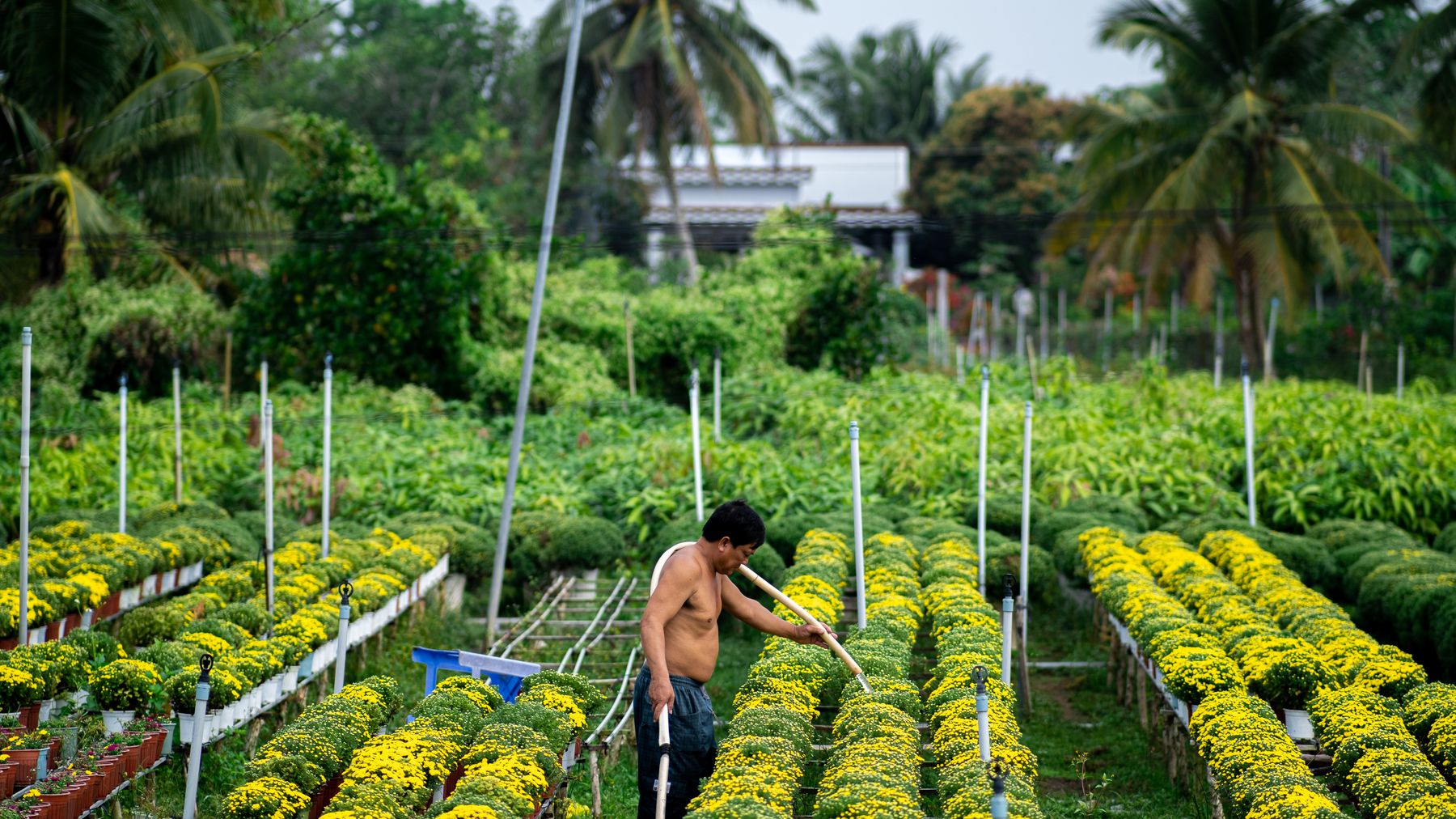Man tending to vibrant yellow chrysanthemum flowers in Bến Tre, Vietnam garden.