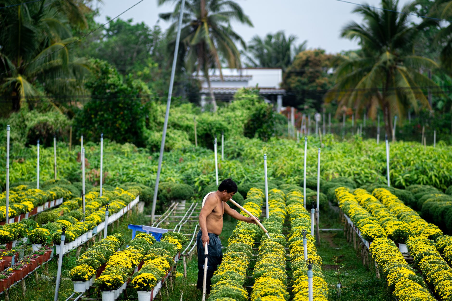 Man tending to vibrant yellow chrysanthemum flowers in Bến Tre, Vietnam garden.