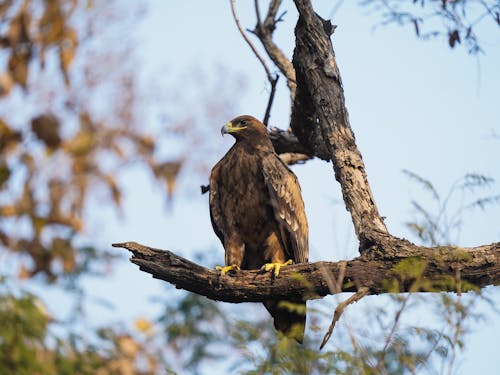 Golden Eagle Perched on a Tree Branch