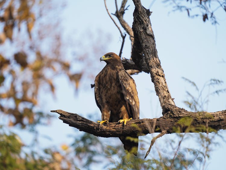 Golden Eagle Perched On A Tree Branch