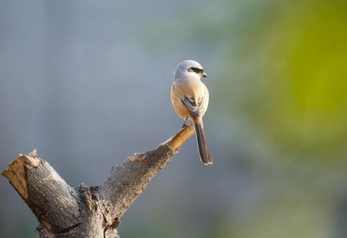 Free A Long-tailed Shrike on a tree branch in Haldwani, India, captured with selective focus and blurred background. Stock Photo