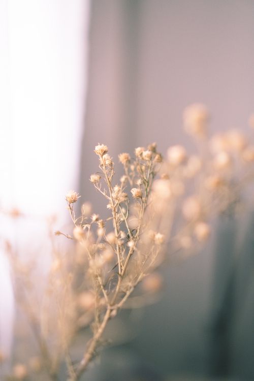 Free Soft focus image of delicate dried flowers, creating a dreamy and calming atmosphere. Stock Photo