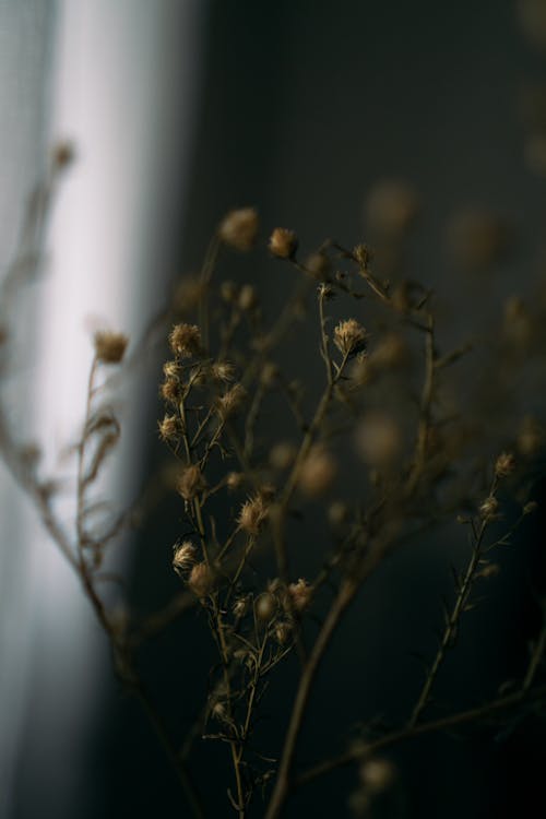 Photos gratuites de fermer, fleurs, fleurs séchées