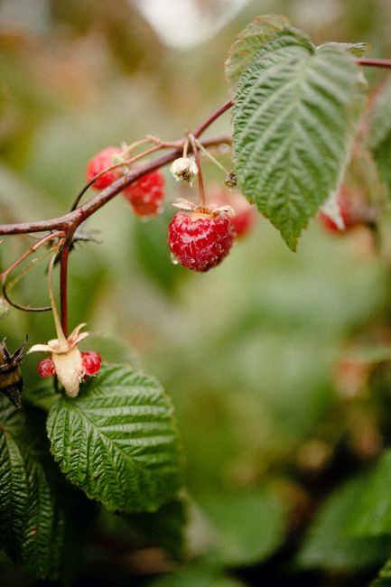 Close-up of ripe red raspberries growing on a bush with green leaves.