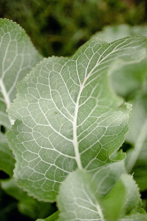 Close-up of a Leaf 