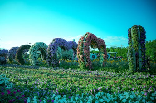 Základová fotografie zdarma na téma dubaj miracle garden