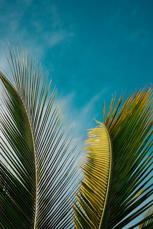 Palm Leaves against the Sky 