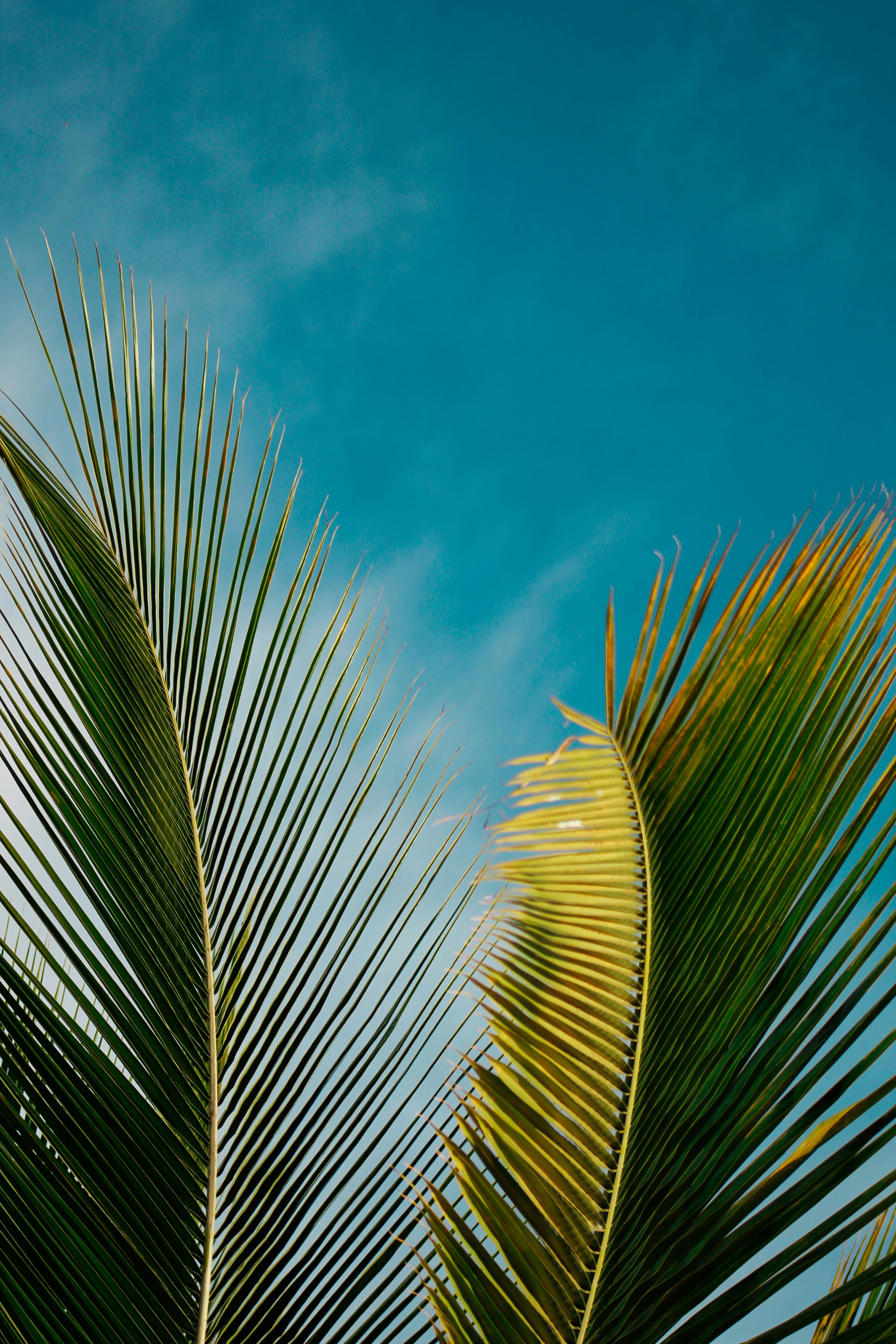 Date Palm Trees in the Park · Free Stock Photo