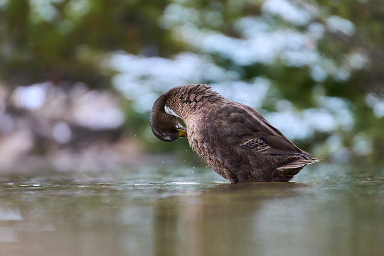 Bird Cleaning Its Feathers