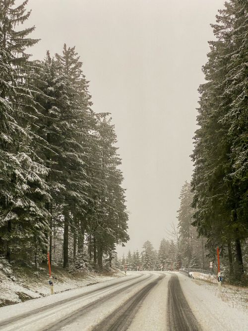 Free Snow-covered forest road lined with tall evergreen trees on a foggy winter day. Stock Photo