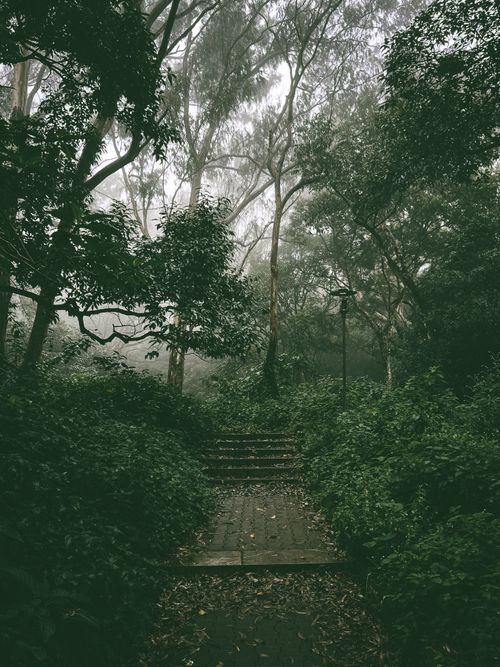 Free Atmospheric fog envelops a verdant forest trail, creating a serene, mystical ambiance. Stock Photo