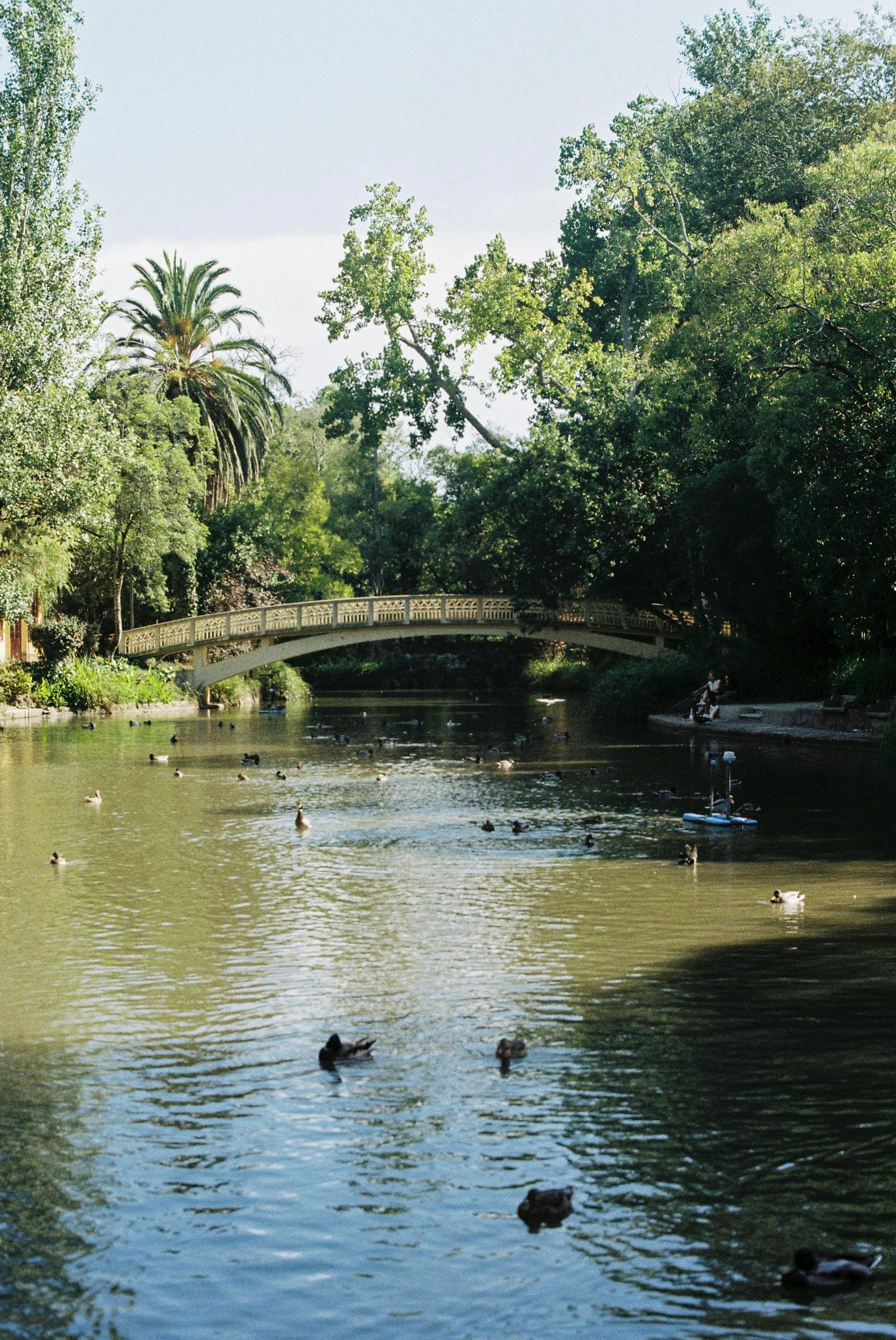 Serene river view with ducks and a picturesque bridge in Aveiro, Portugal park.