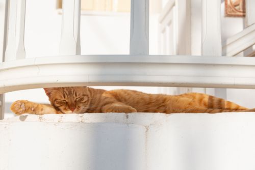 Free A ginger cat peacefully sleeping on a sunny white balcony with shadows. Stock Photo