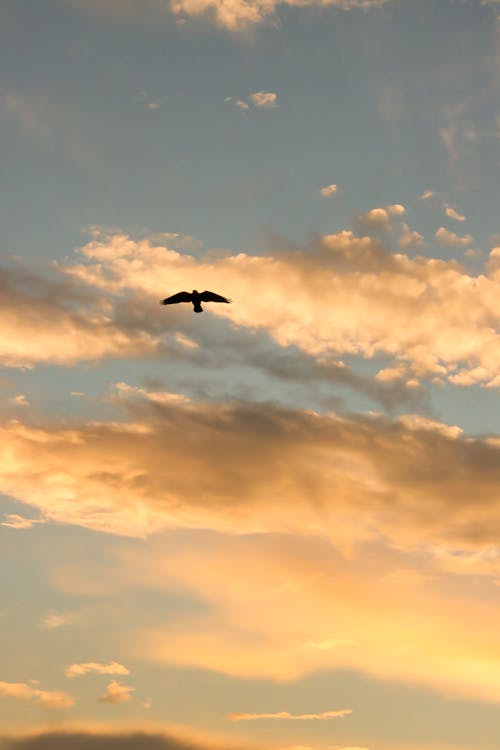 คลังภาพถ่ายฟรี ของ การบิน, ซิลูเอตต์, ท้องฟ้า