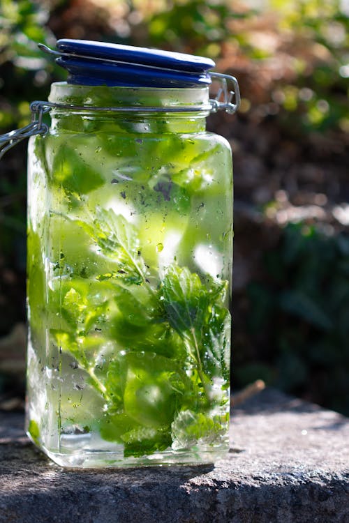 Free Closeup of a Jar with Mint Leaves in Water Stock Photo