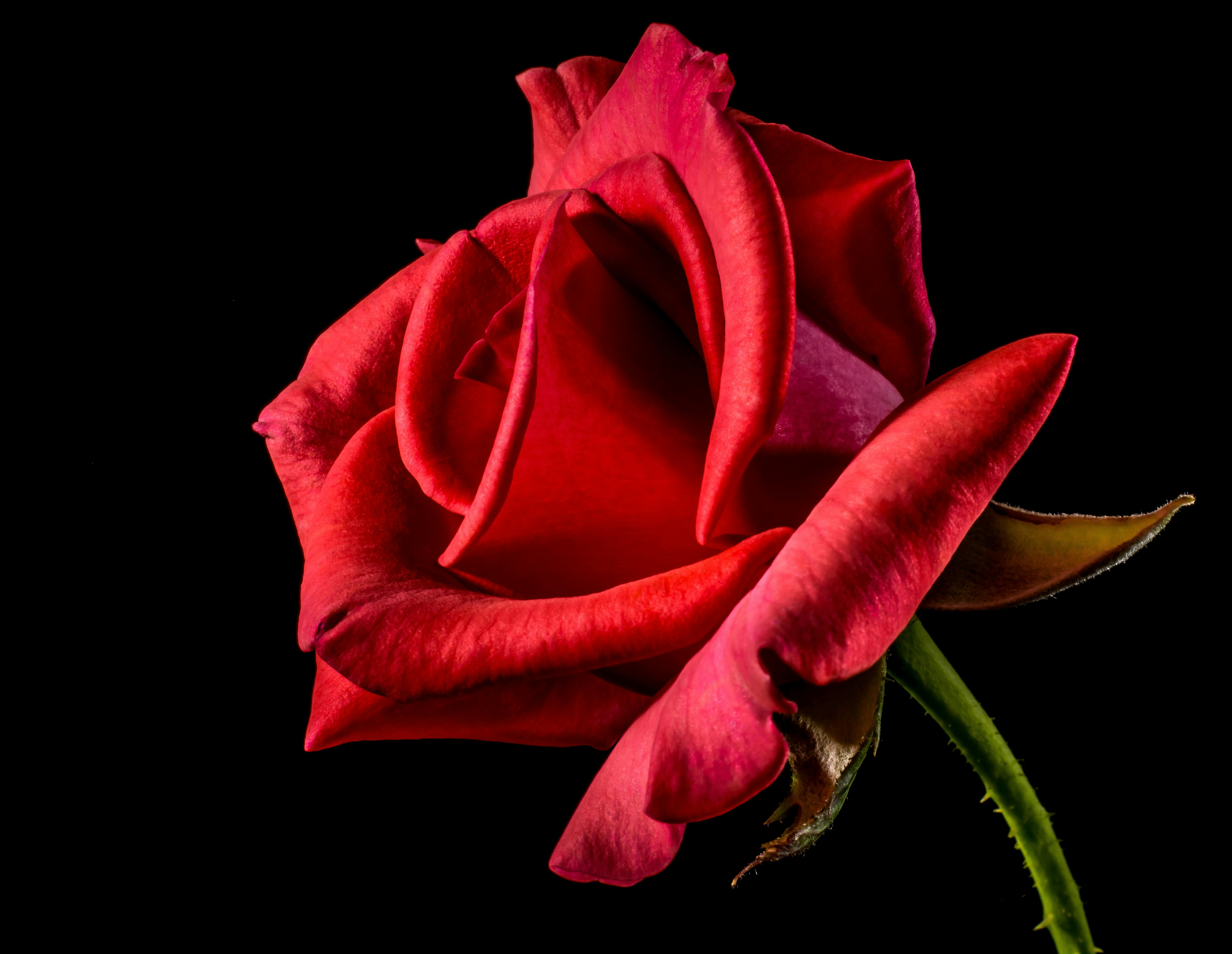 Shallow Focus Photography of Red Rose