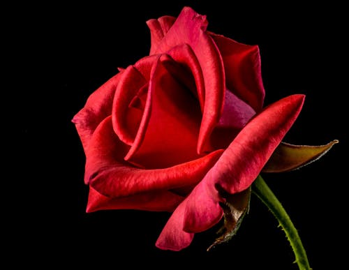 무료 빨간 장미의 얕은 초점 사진 스톡 사진