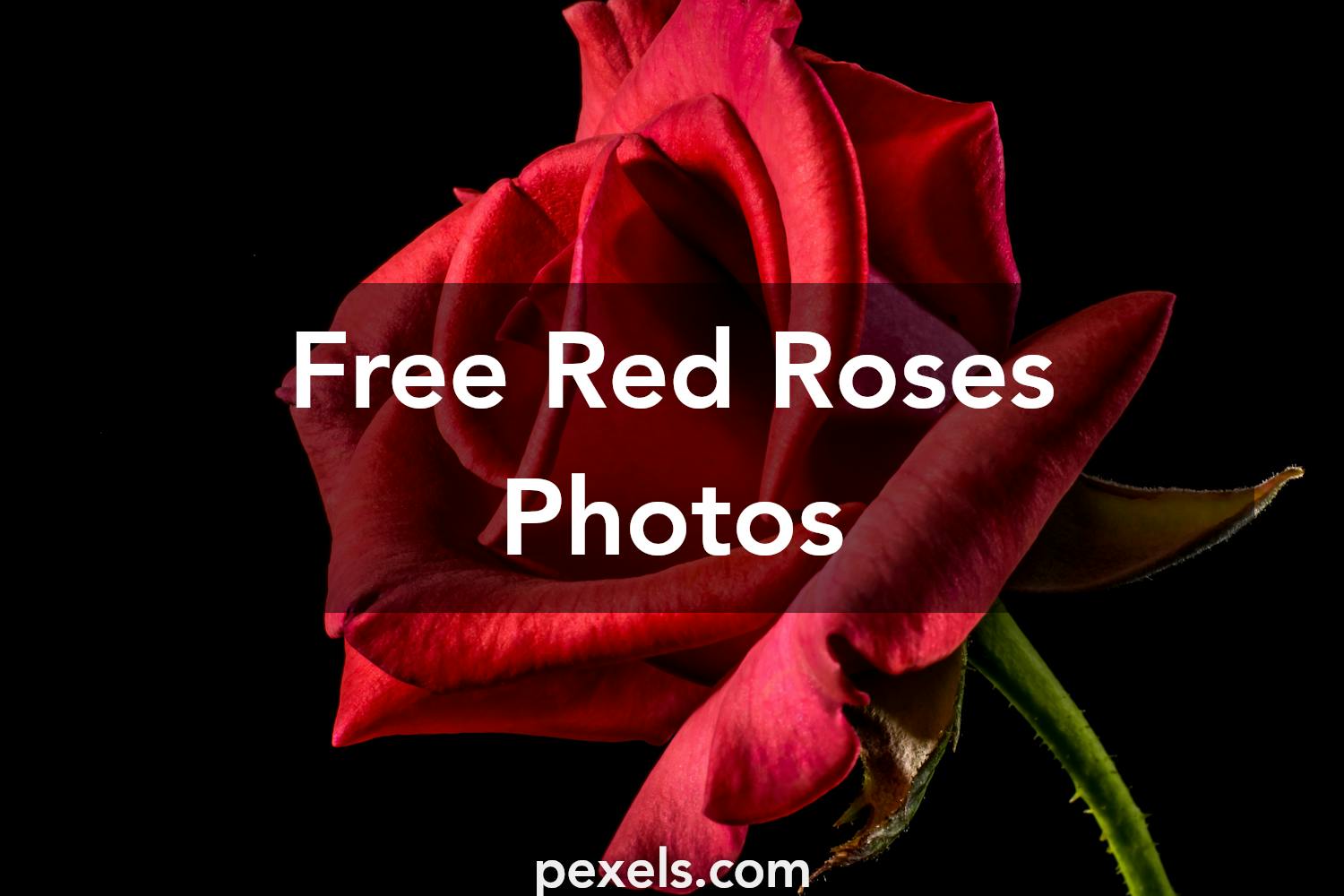 Red Roses · Pexels · Free Stock Photos