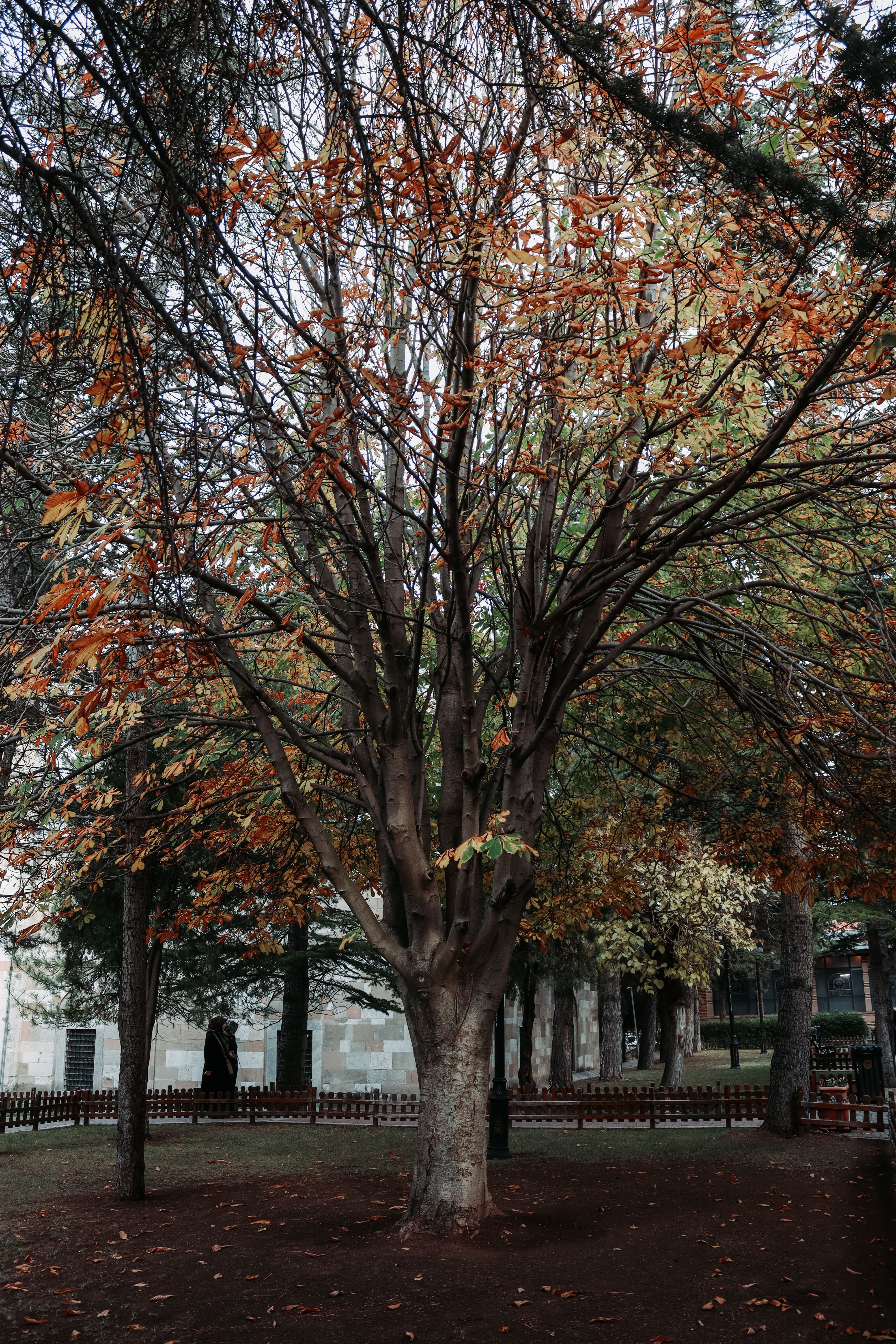Gratis Immagine gratuita di abbaiare, alberi, albero Foto a disposizione