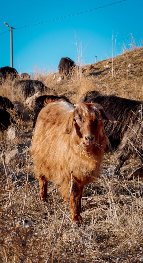 Foto stok gratis binatang, kambing, pegunungan
