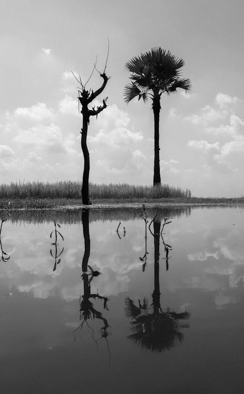 Kostenloses Stock Foto zu bäume, reflektierung, schwarz und weiß