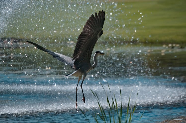 Heron Flying Over Water