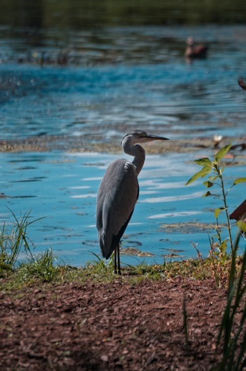 Photo of Great Blue Heron on the Ground