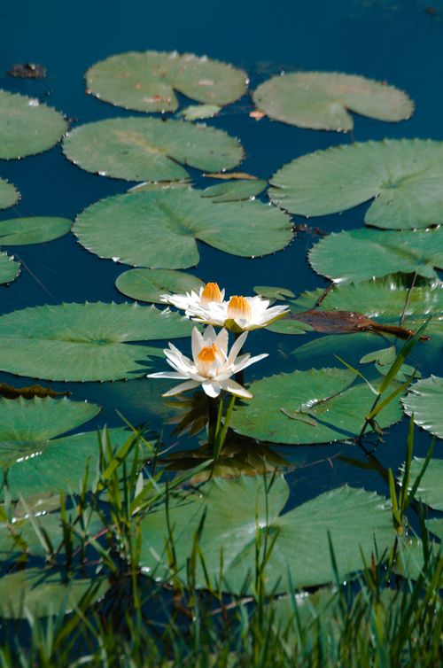Free Close-up of white water lilies blooming amidst lily pads on a tranquil pond. Stock Photo
