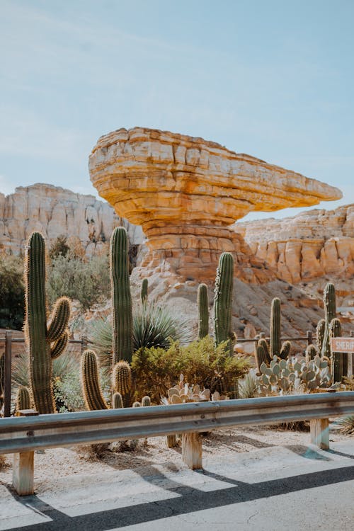 Fotos de stock gratuitas de cactus, carretera, Desierto