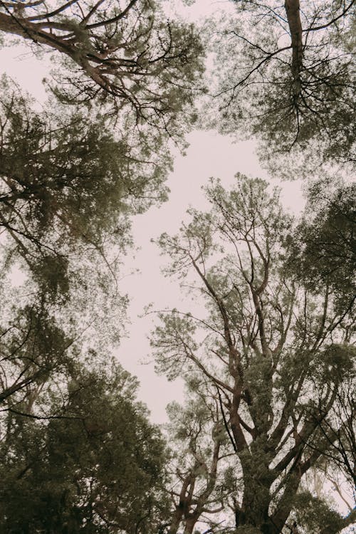 ağaçlar, büyüme, dikey atış içeren Ücretsiz stok fotoğraf