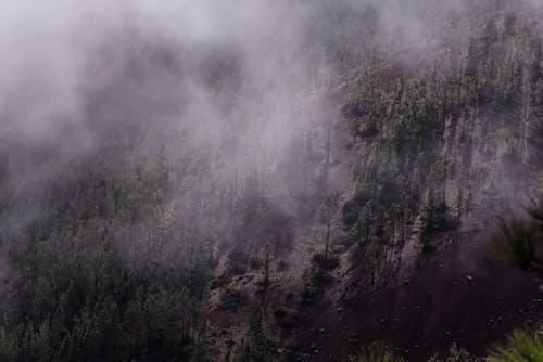 Forest in Fog