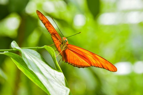 Free Close-up of a Julia butterfly perched on a lush green leaf in natural sunlight. Stock Photo
