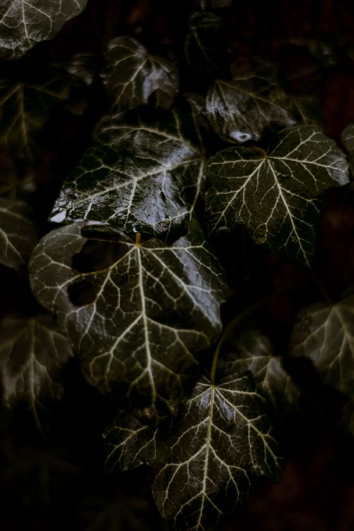 Free Close-up of glossy ivy leaves in a dark, moody forest setting in Germany. Stock Photo