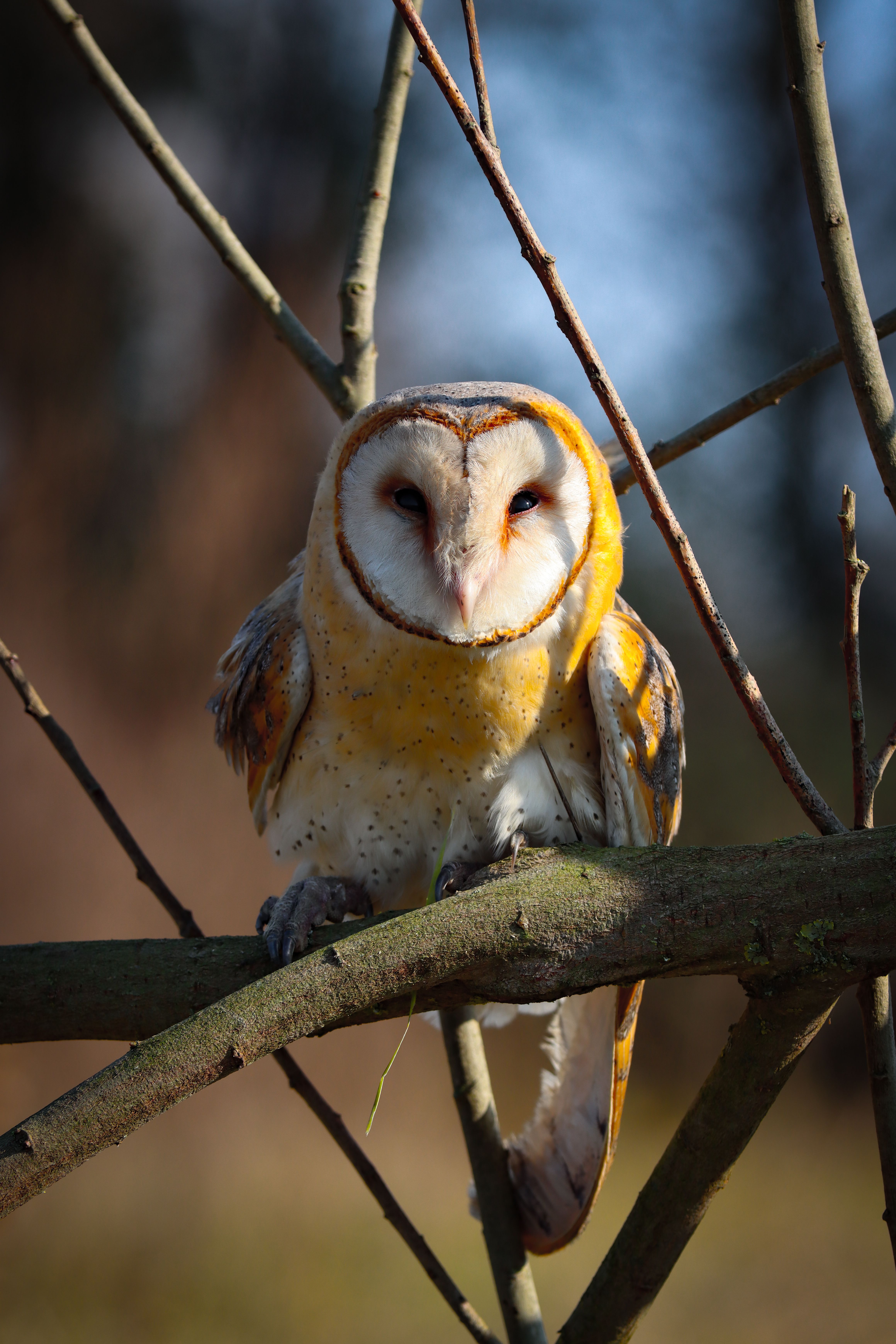A barn owl with white and golden-brown plumage perches on a moss-covered branch surrounded by twigs, its distinctive facial disc and dark eyes facing forward.