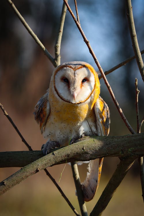 Close up of Barn Owl