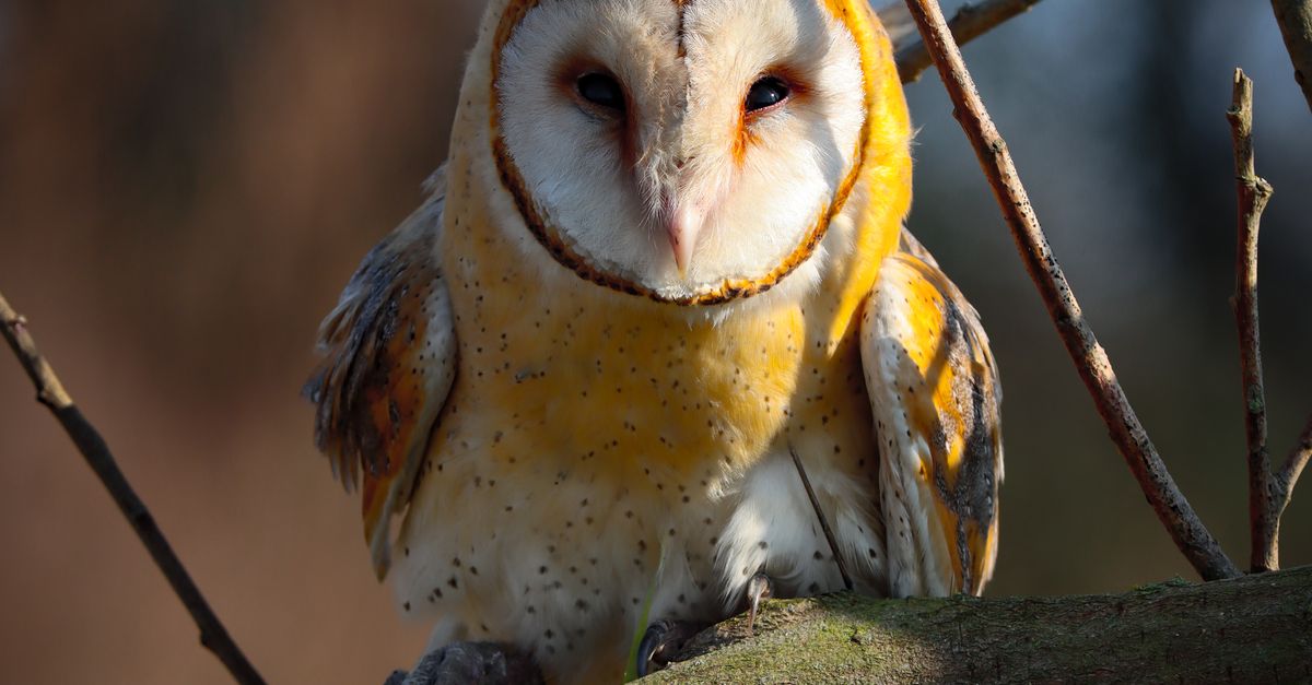 A barn owl with white and golden-brown plumage perches on a moss-covered branch surrounded by twigs, its distinctive facial disc and dark eyes facing forward.