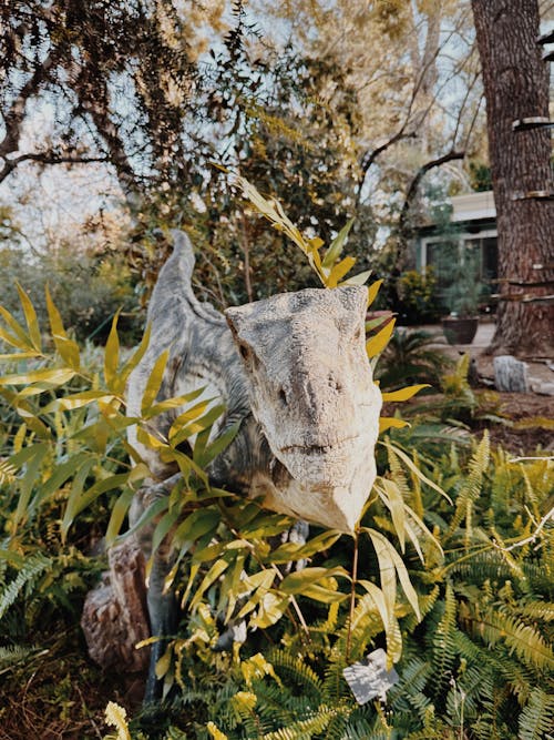Fotobanka s bezplatnými fotkami na tému dinosaurus, velociraptor