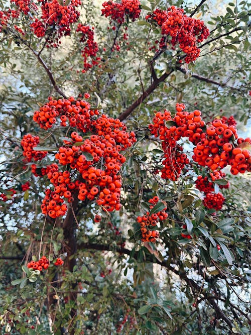 Rowanberries Growing on Tree