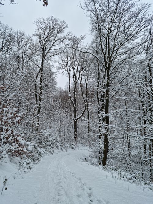 Free A serene snowy forest path surrounded by bare trees in winter. Stock Photo