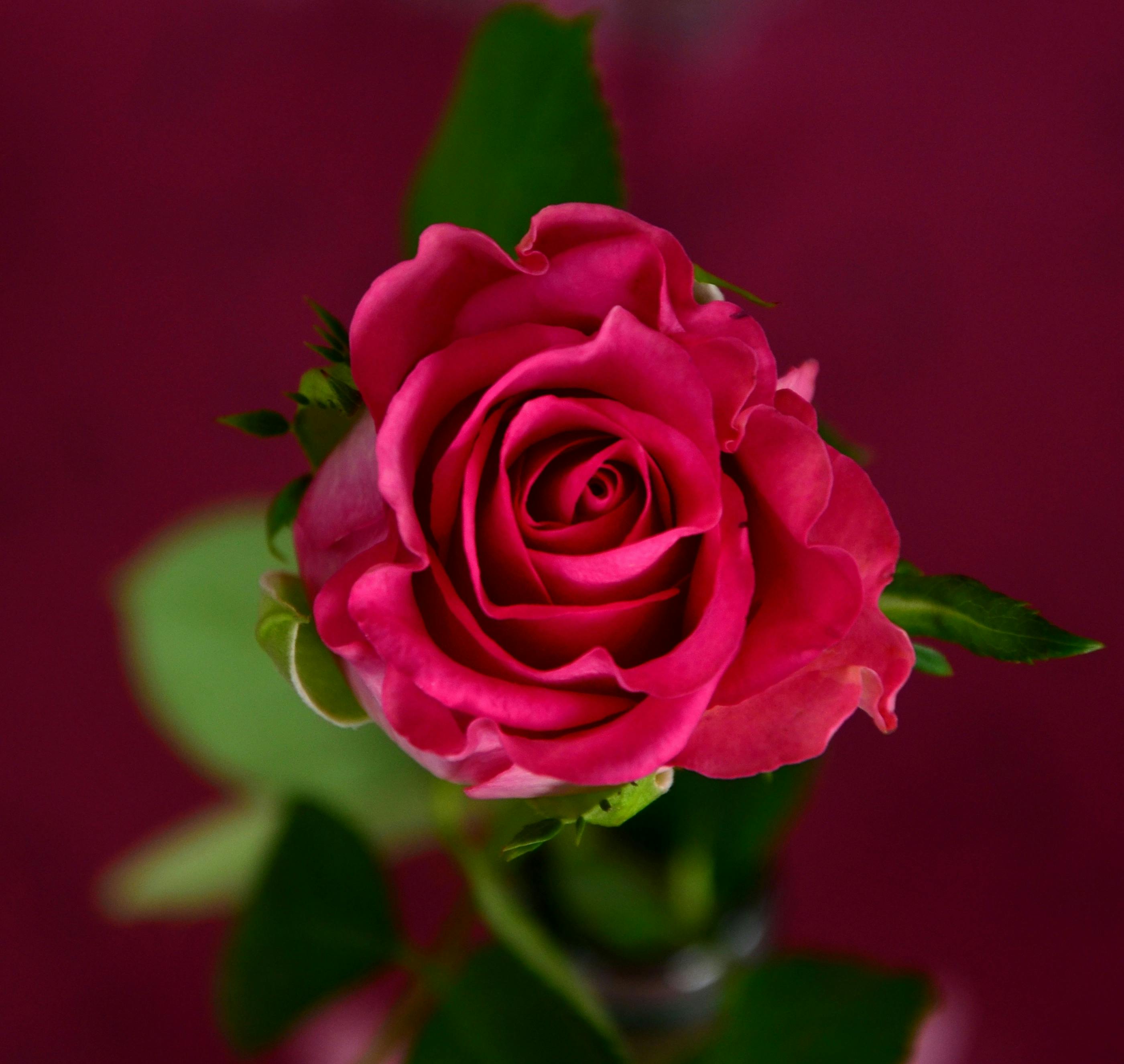 Free stock photo of berkembang  bunga  mawar 