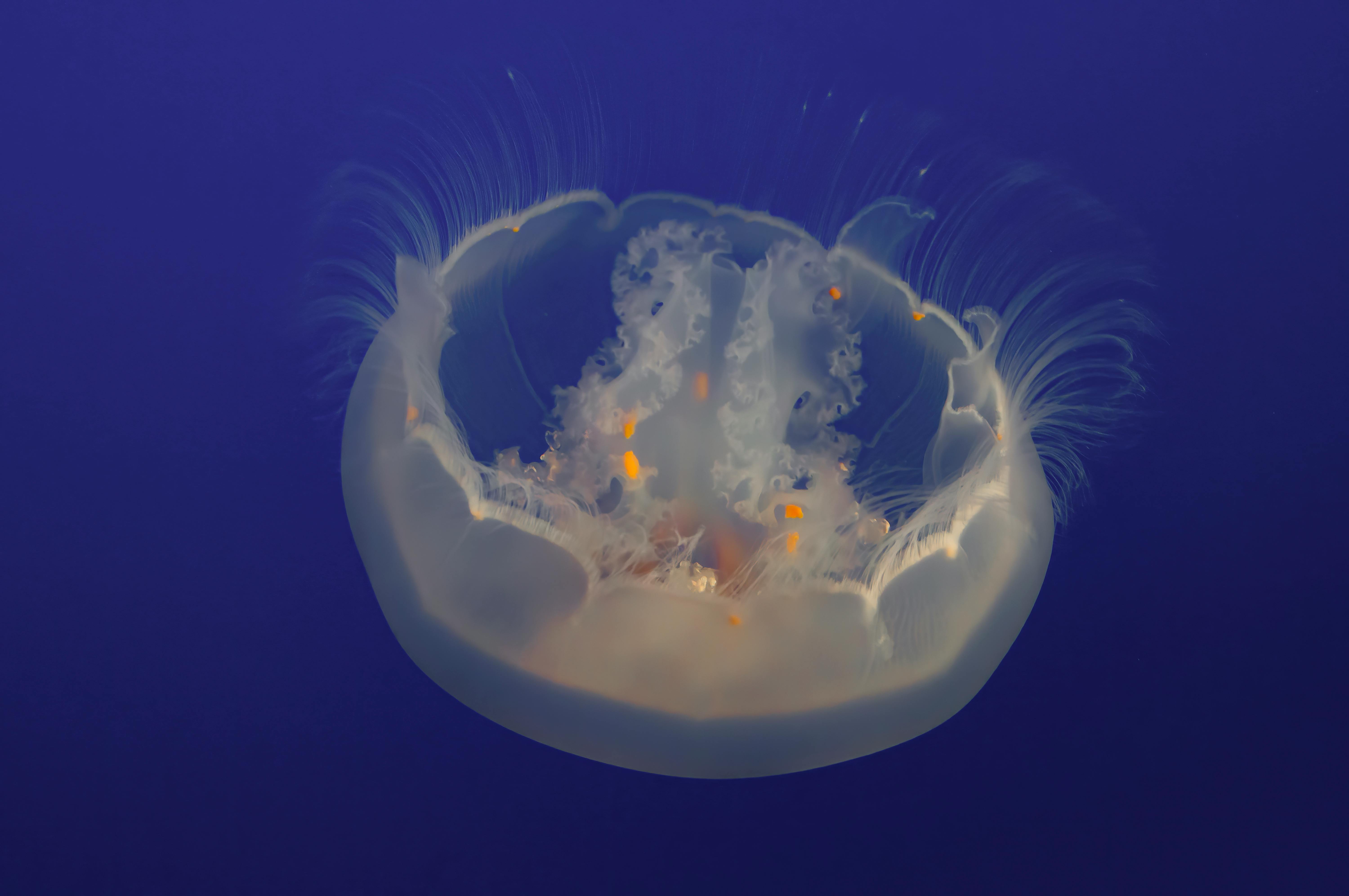 White Jellyfish · Free Stock Photo