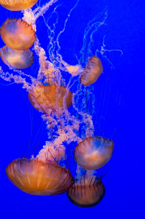 動物攝影, 垂直拍攝, 橙色水母 的 免費圖庫相片