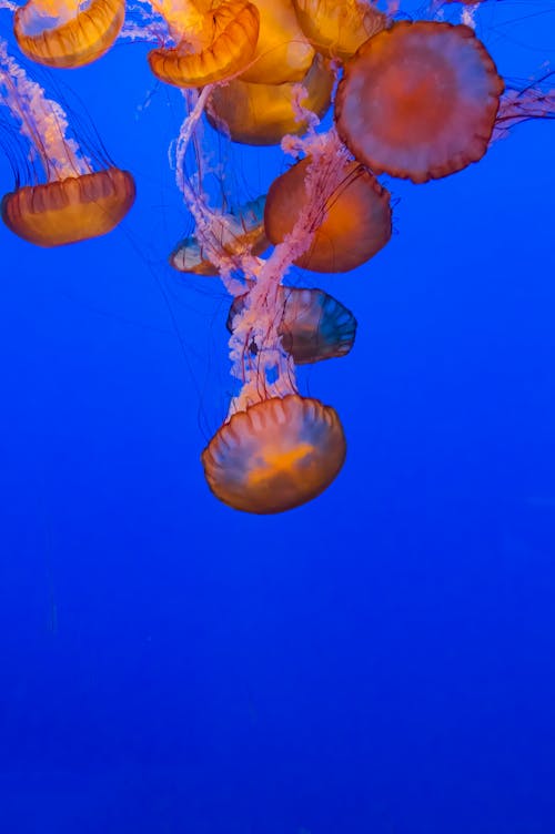 Foto profissional grátis de água-viva, água-viva laranja, embaixo da água