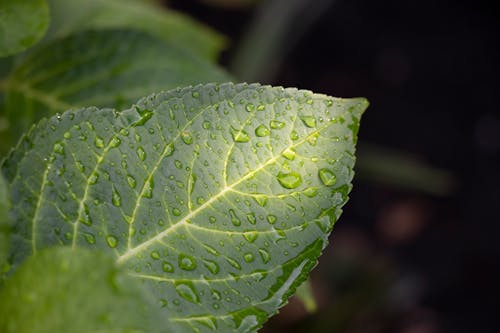 Kostenloses Stock Foto zu garten, tropfen, wasser