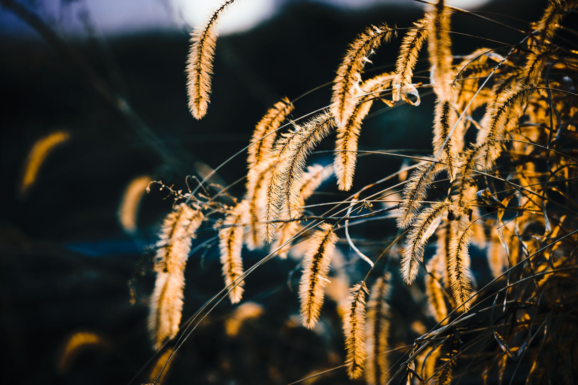 Close-up of illuminated fountain grass with golden hues at sunset.