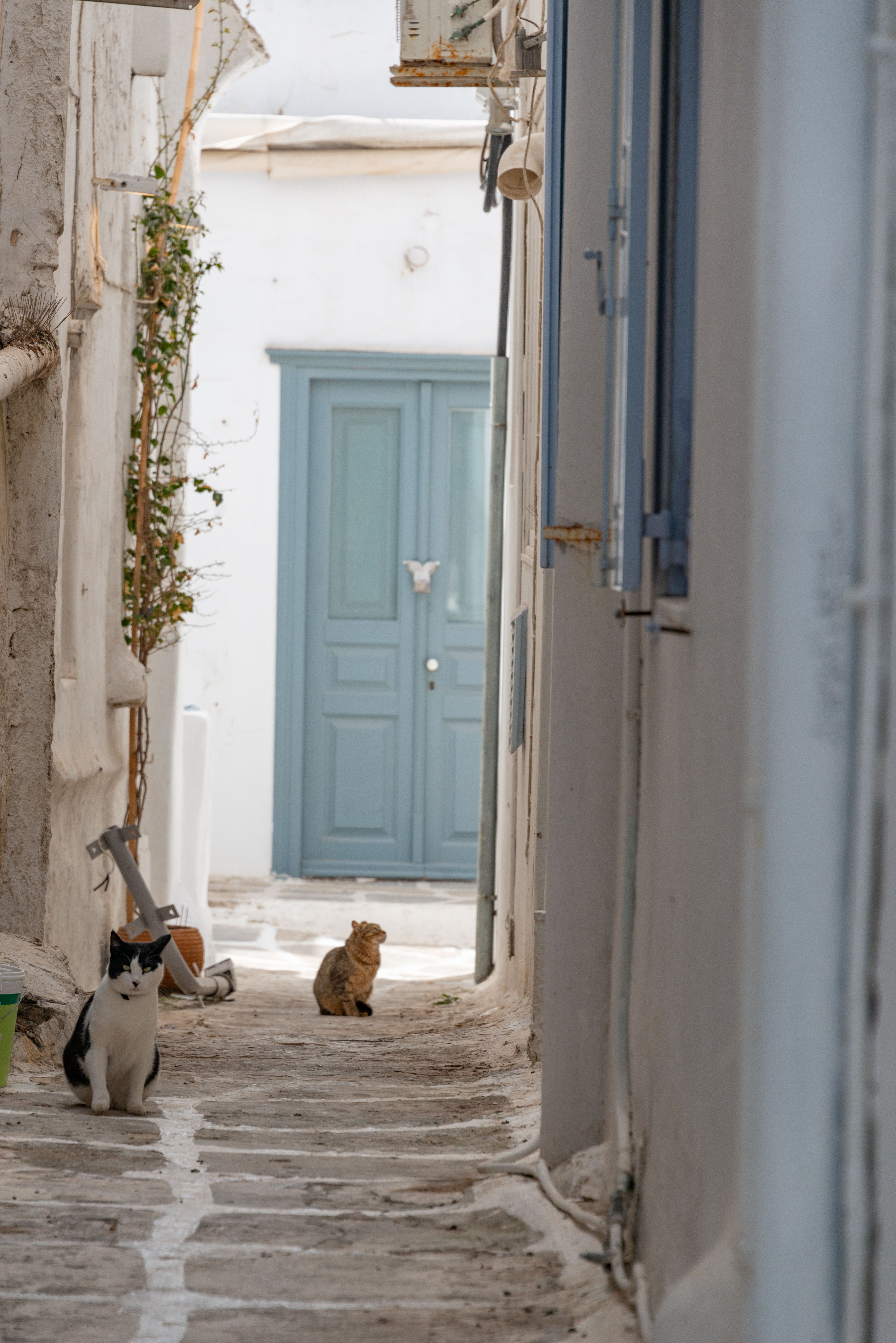 cats sitting in an alley